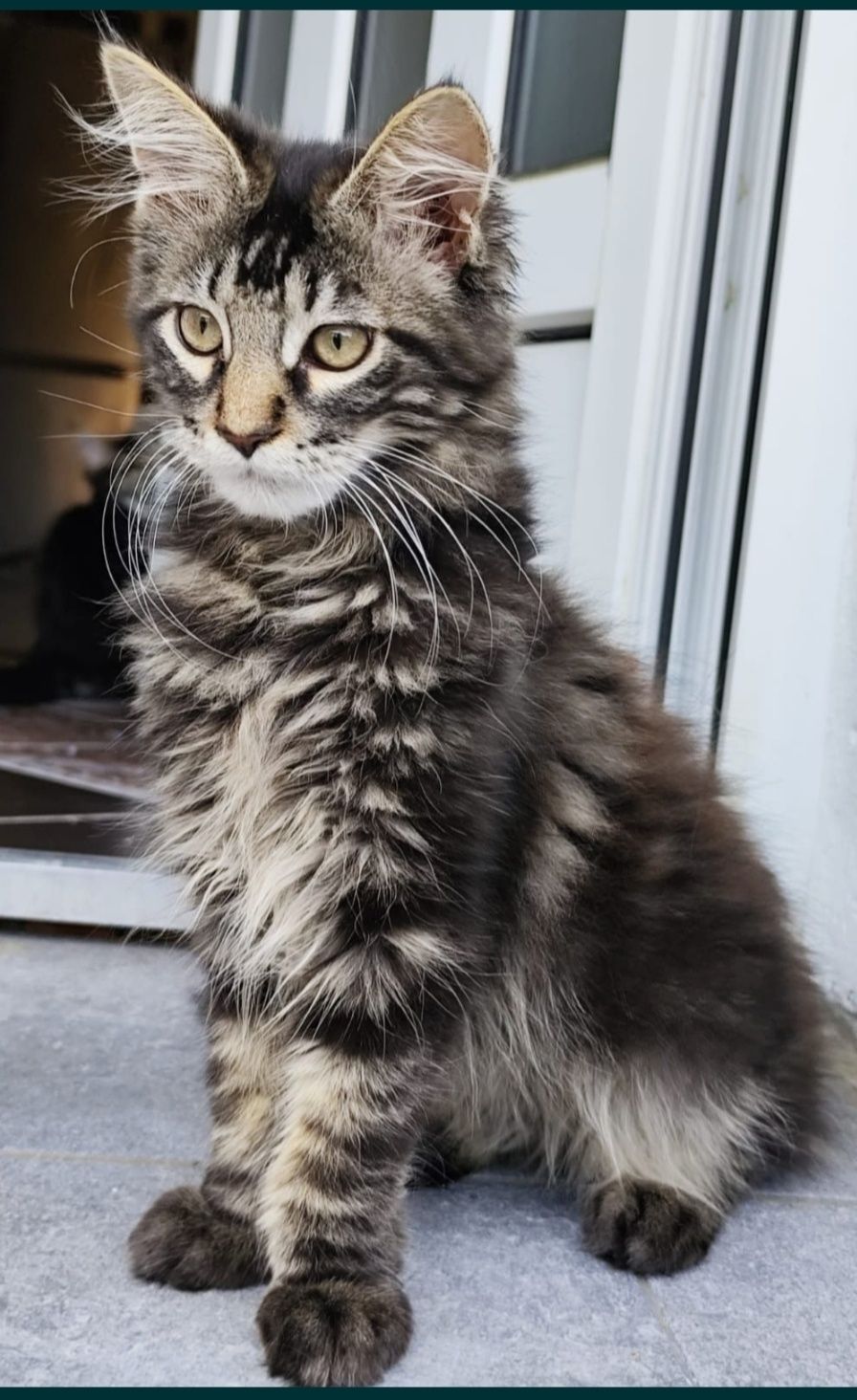 Motănel Maine Coon
