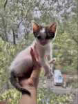 Pisic adoptie Bucuresti