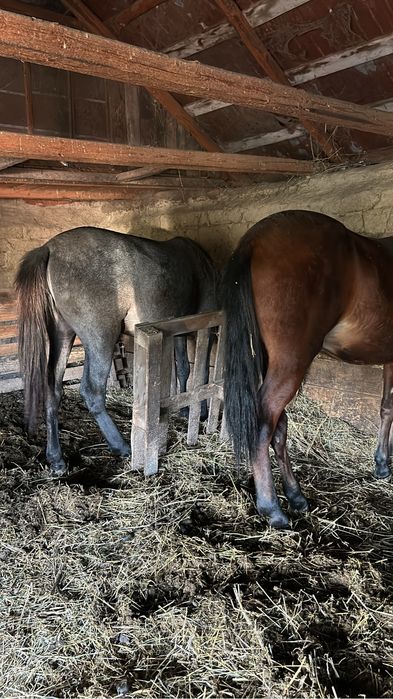 Vând manji (de preferat toti odată)