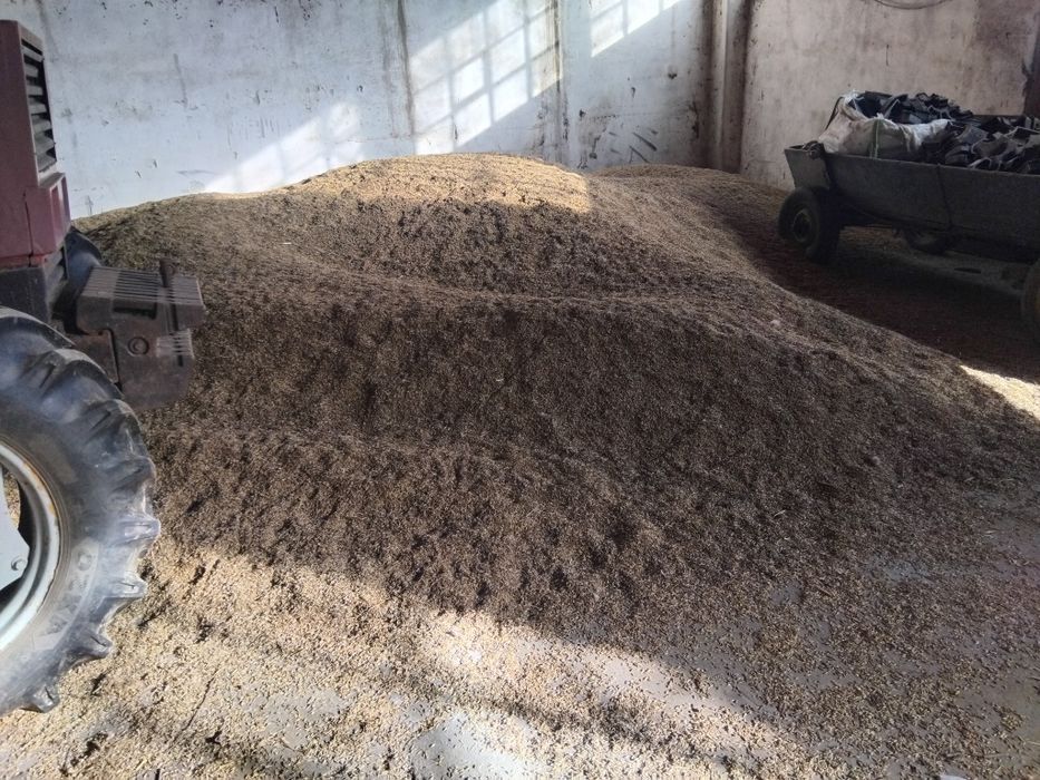 Ovăz galben de vânzare