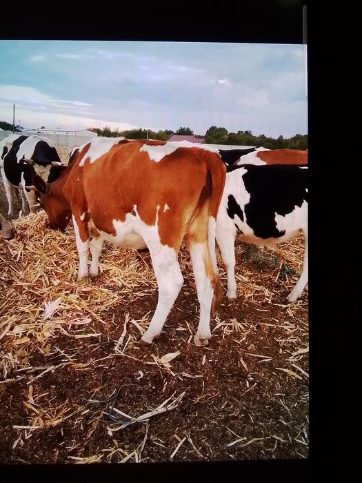 Vând junici gestante,Lehliu, jud Călărași