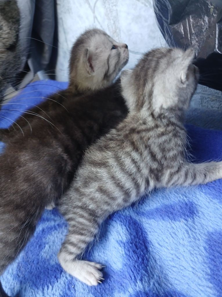 отдам котят 1 месяц , разных окрасов