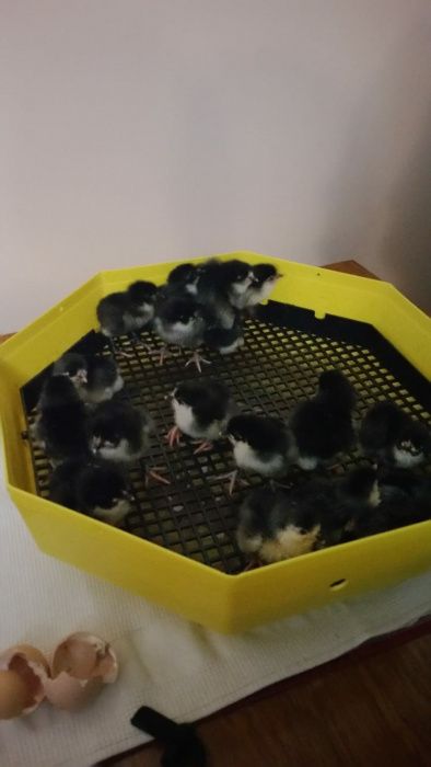 Oua incubat araucana si australorp