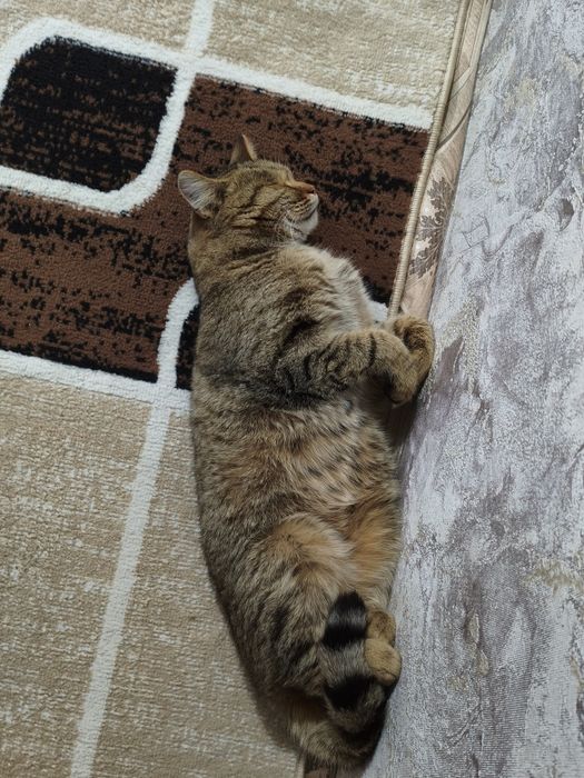 Отдам кошку в хорошие руки