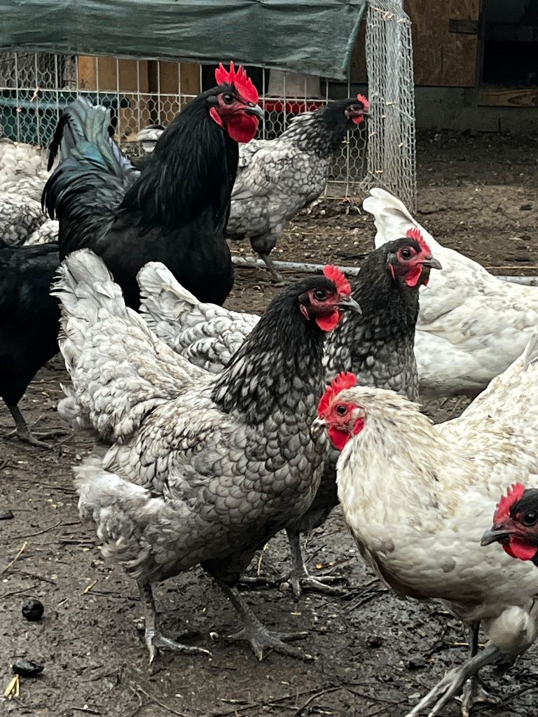 Ouă găini australorp