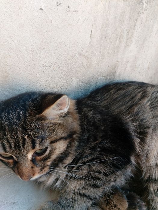 Отдам котенка комышового кота предположительно