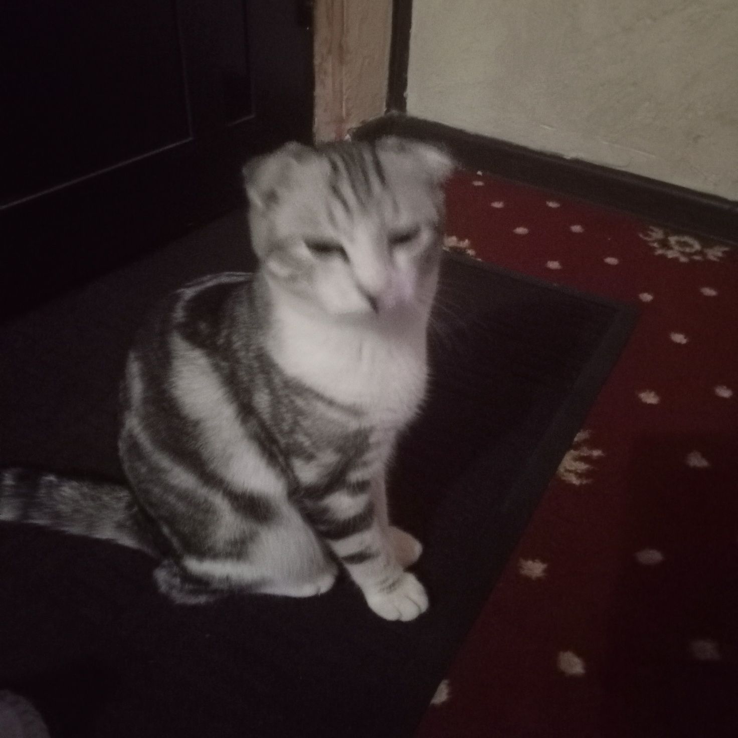 Tozza zotli mushuk