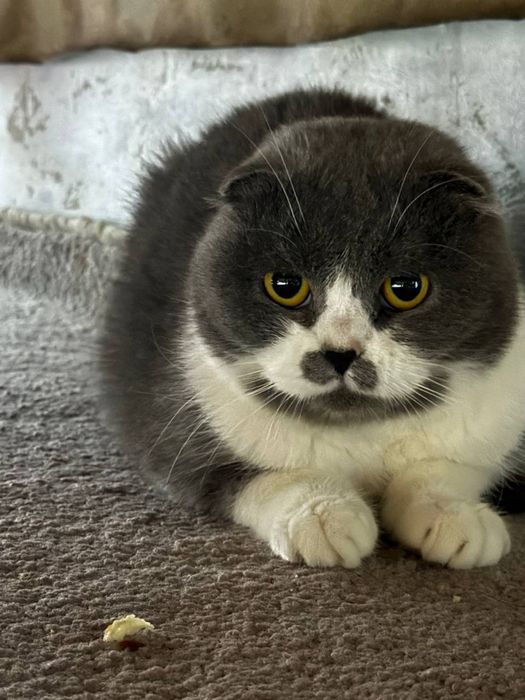 Scotish fold qiz bolasi sotiladi