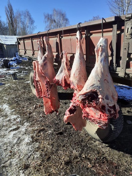 Сиыр Еті Сатылады!