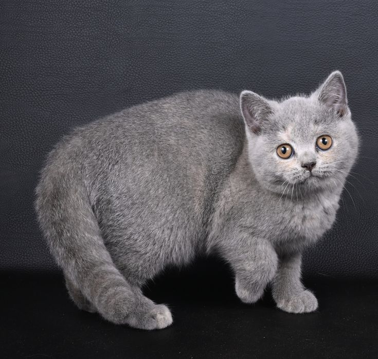 Pisicuța British  Shorthair   blue cream tortie cu pedigree