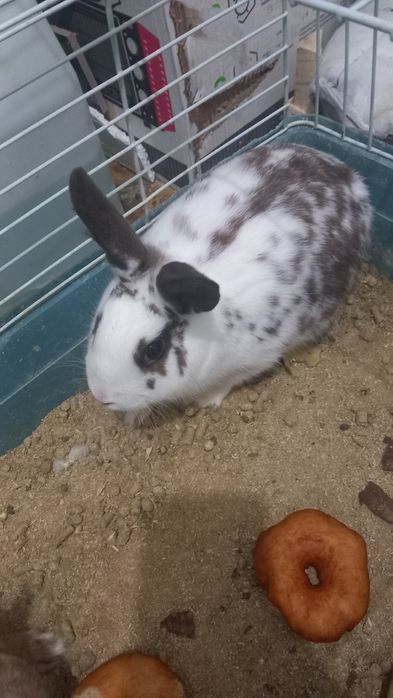 Quyonlar sotiladi 400 min parasi