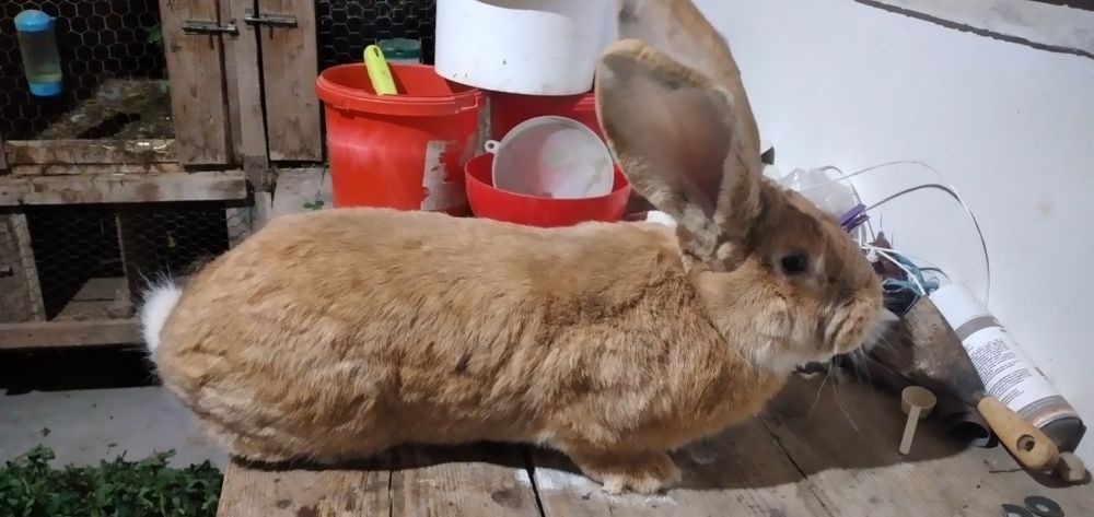 Vând masculi și fem  U .G