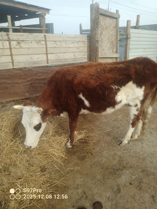 Сиырлар және баспақтар сатылады