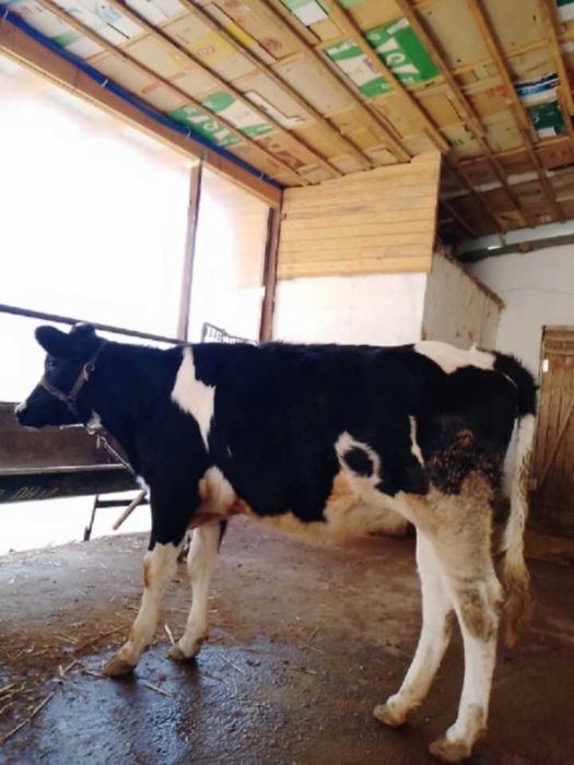 Икта сифатли тона сотилади зоти тоза катта сигир боладиган