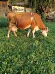 Vaca de vanzare.