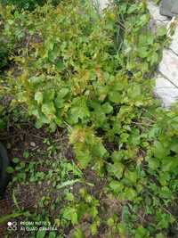 Виноград морозостойкие сорт зелёный плодоносят