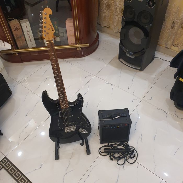 Chitara neagra lucioasa