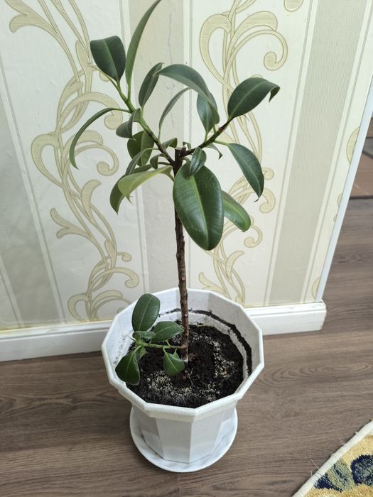 Продам комнатные растения