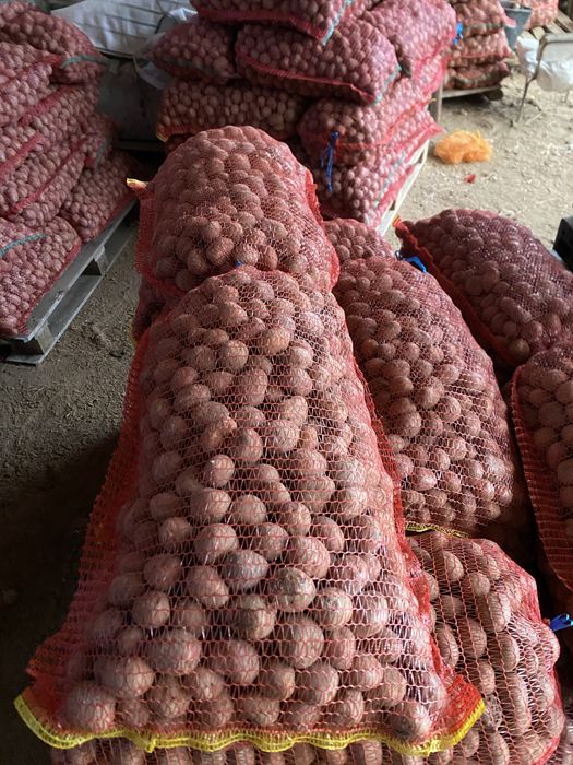 De vânzate cartofi pentru animale