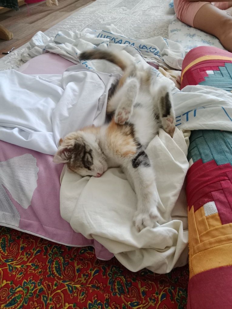 Кошка девушка классная