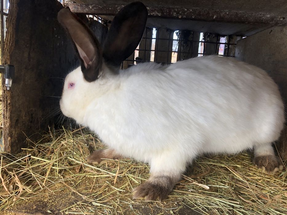 Iepuri Californieni 12 luni