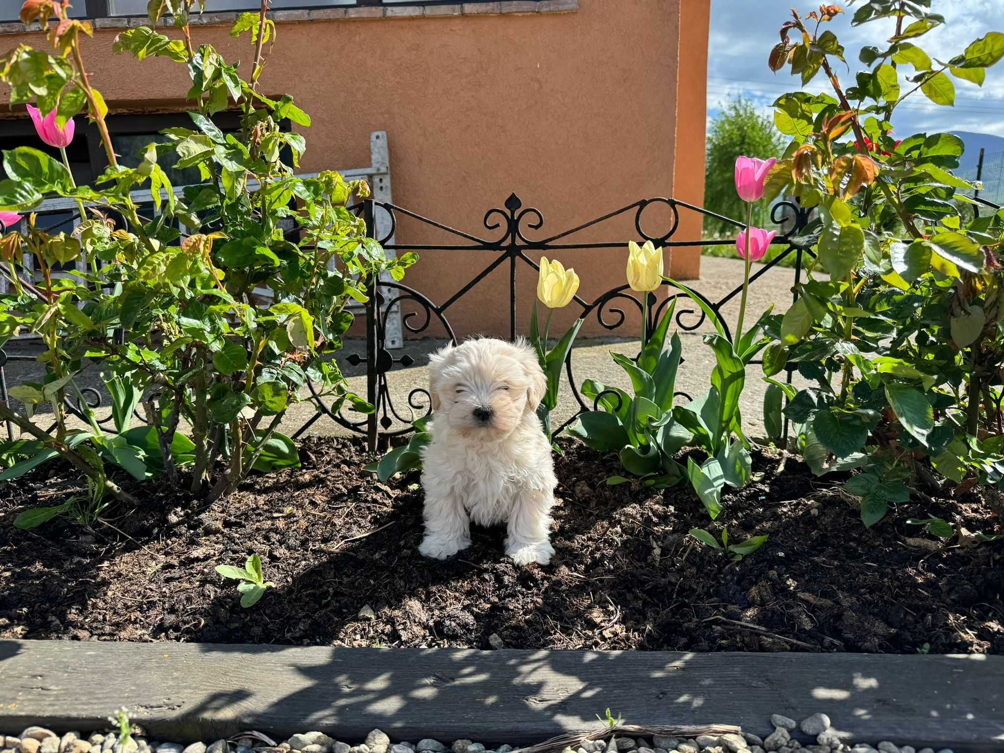 Bichon maltez (femelă)