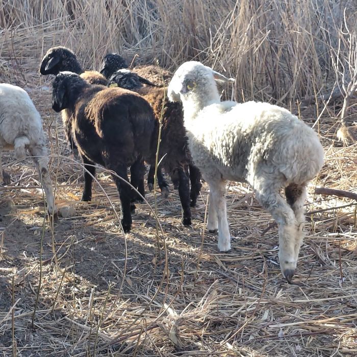 Семиз токты бар 55 мыңнан