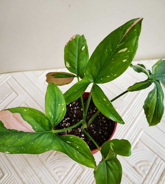 Красивый вариегатный сингониум Рэд Спот Триколор ( молодое растение )