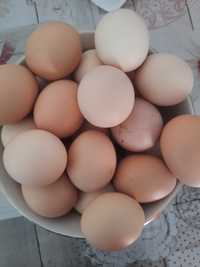 Oua găini proaspete