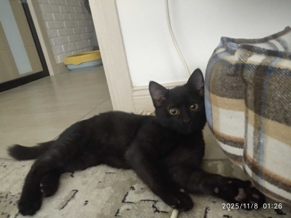 Маленький чёрненький малыш ищет любящего человека