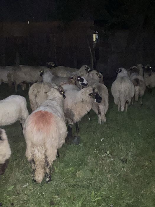 Oi bune isi cauta casa noua si stapan