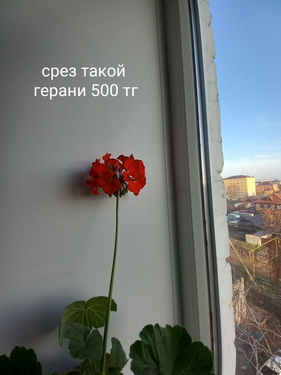 Продам цветочки разные