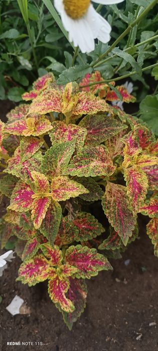 Колеусы. Черенки Укорененные