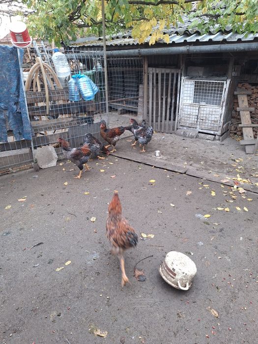 Vind cocosi wiadota  și bibilici  la 100 lei buc