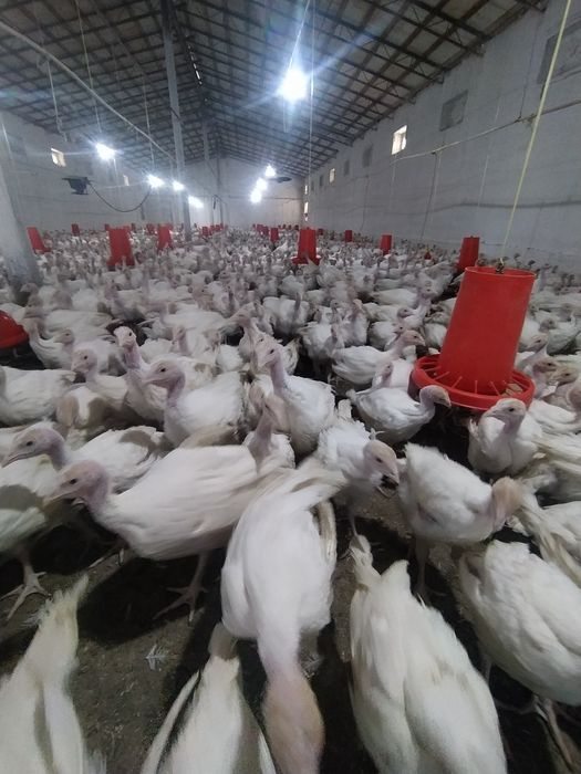 Big 6 kurka joʻjalariga zakaz olamiz