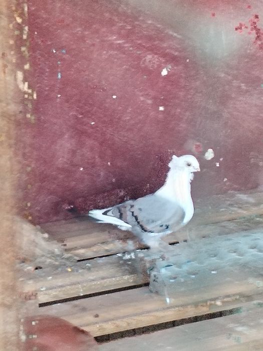 Vând porumbei voiajori