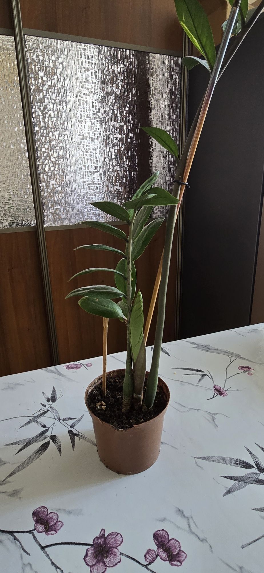 Продам замиокулькас