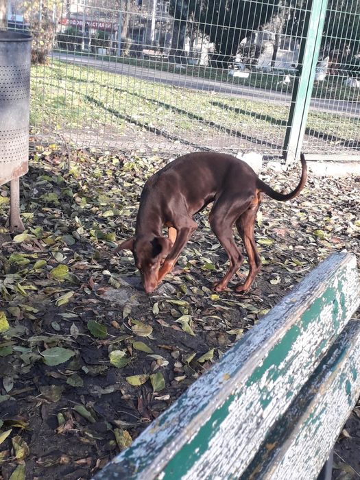 женски доберман на 5 месеца и половина