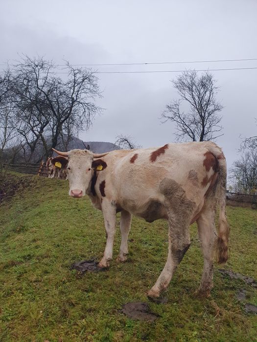 Vând juninca baltata