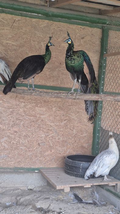 Se vinde familile de păuni ,mascul Muticus Imperator cu femele UN 4200