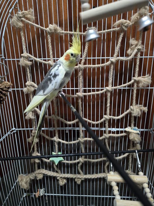 Nimfa blândă crescuta la seringa