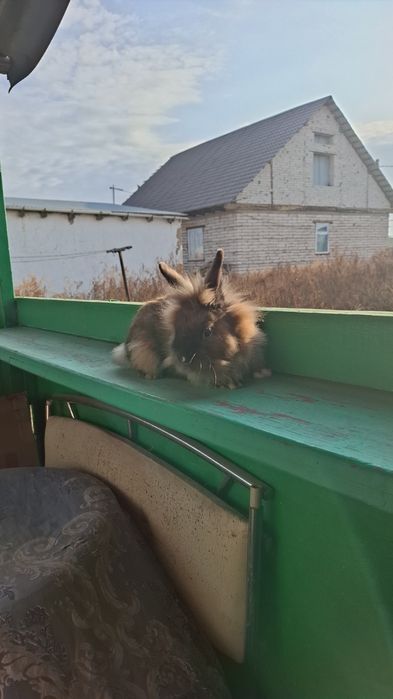 Продам декаративные кролик 5000 тенге