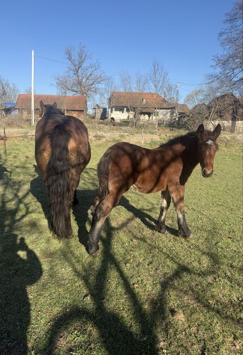 Vand iapa Ardeneza cu pedigree francez