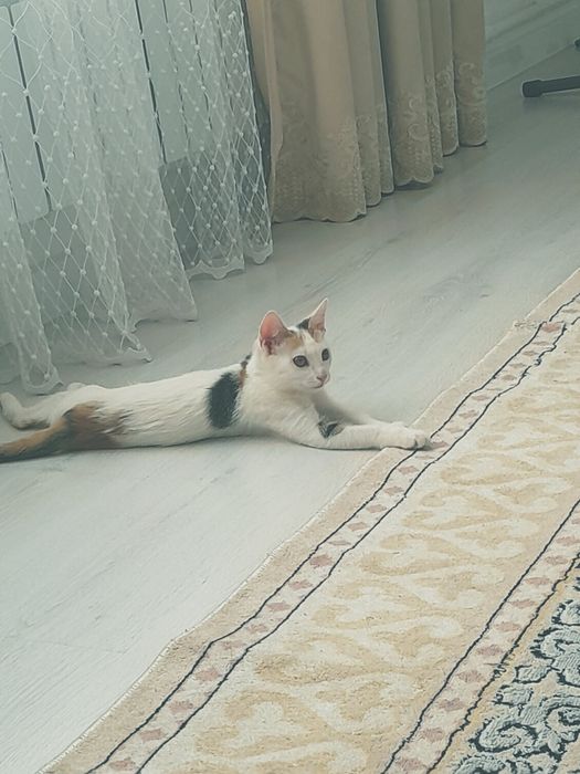 Кошечка юна (подросток ), дам в хорошие руки
