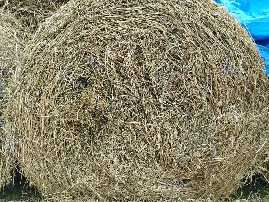 Baloți de lucernă