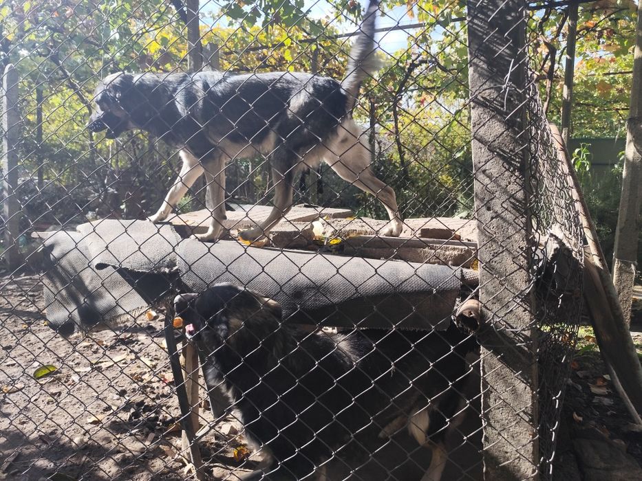 Подаряваме кученца