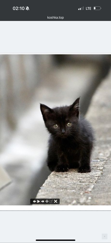 Отдам в добрые руки котят