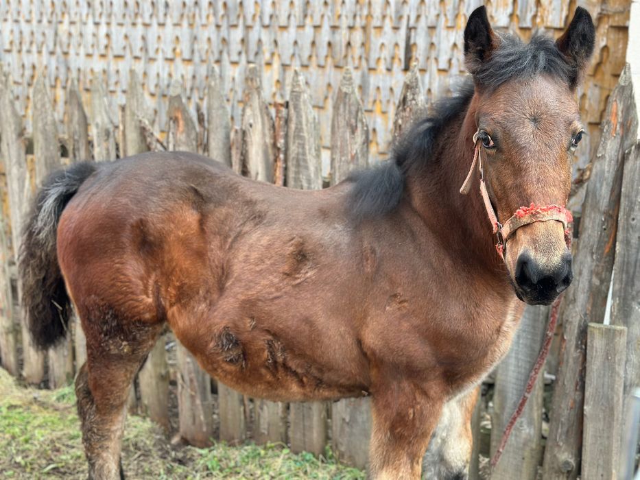 Vând mânză de 6 luni