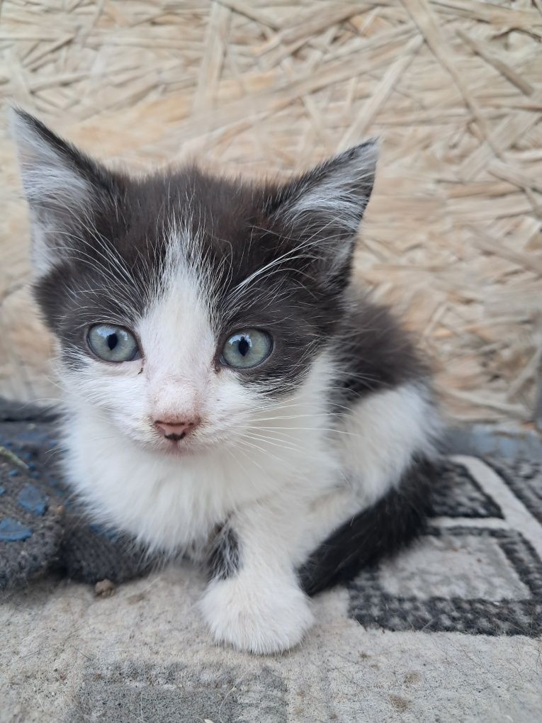 Котята привезем.