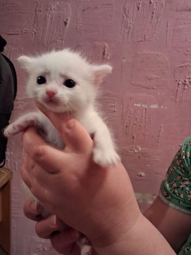 Котята в зорошие надежные руки